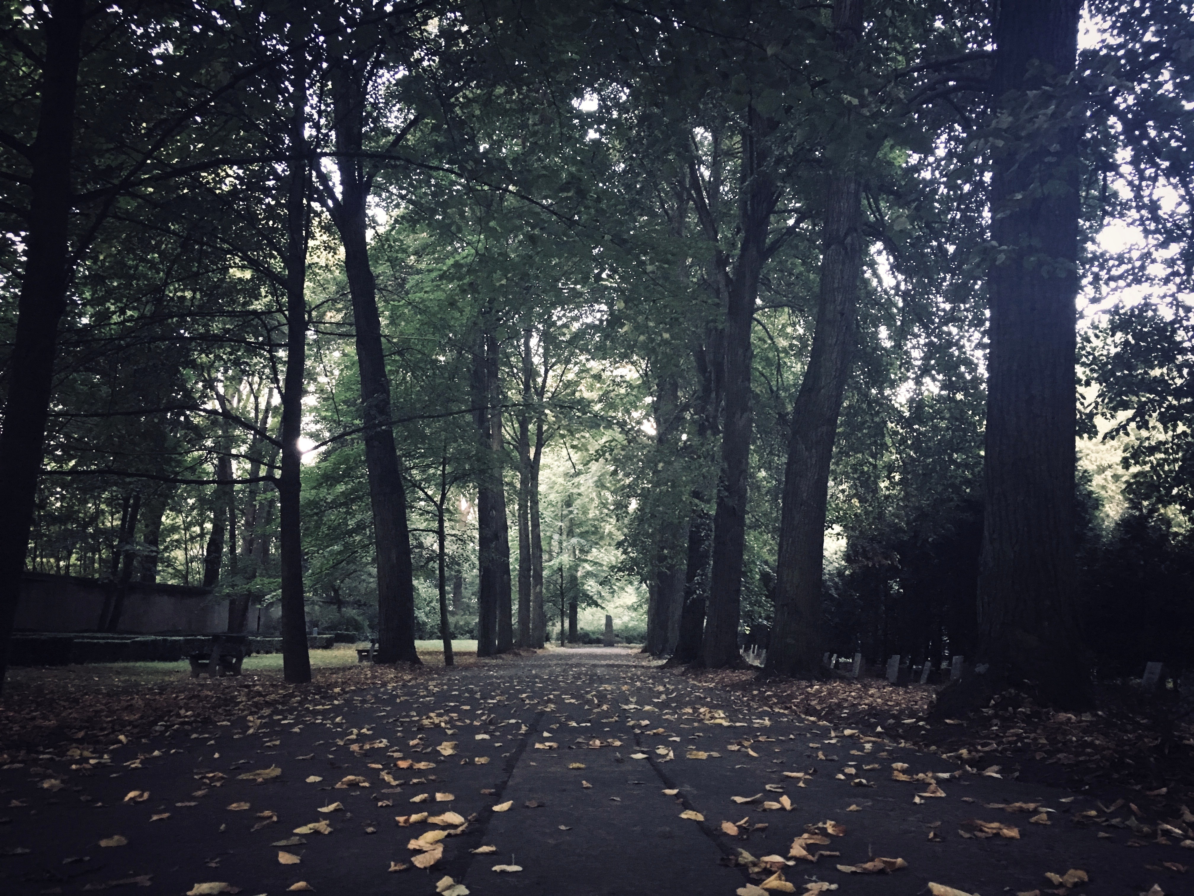 The long avenue of trees leading to the mass grave at &Dcaron;&aacute;blice cemetery, leaves on the path